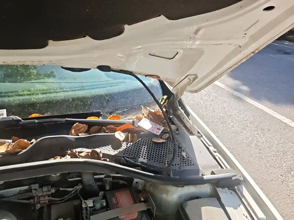 Volkswagen Lamando — миниатюра 20