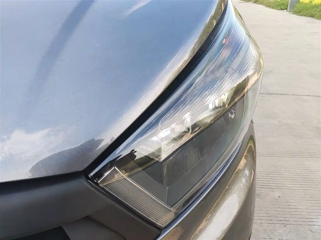  GOLDEN SEA LION M CLASSIC