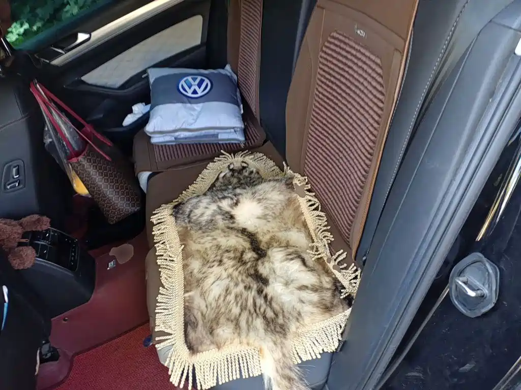 Volkswagen Magotan — миниатюра 13