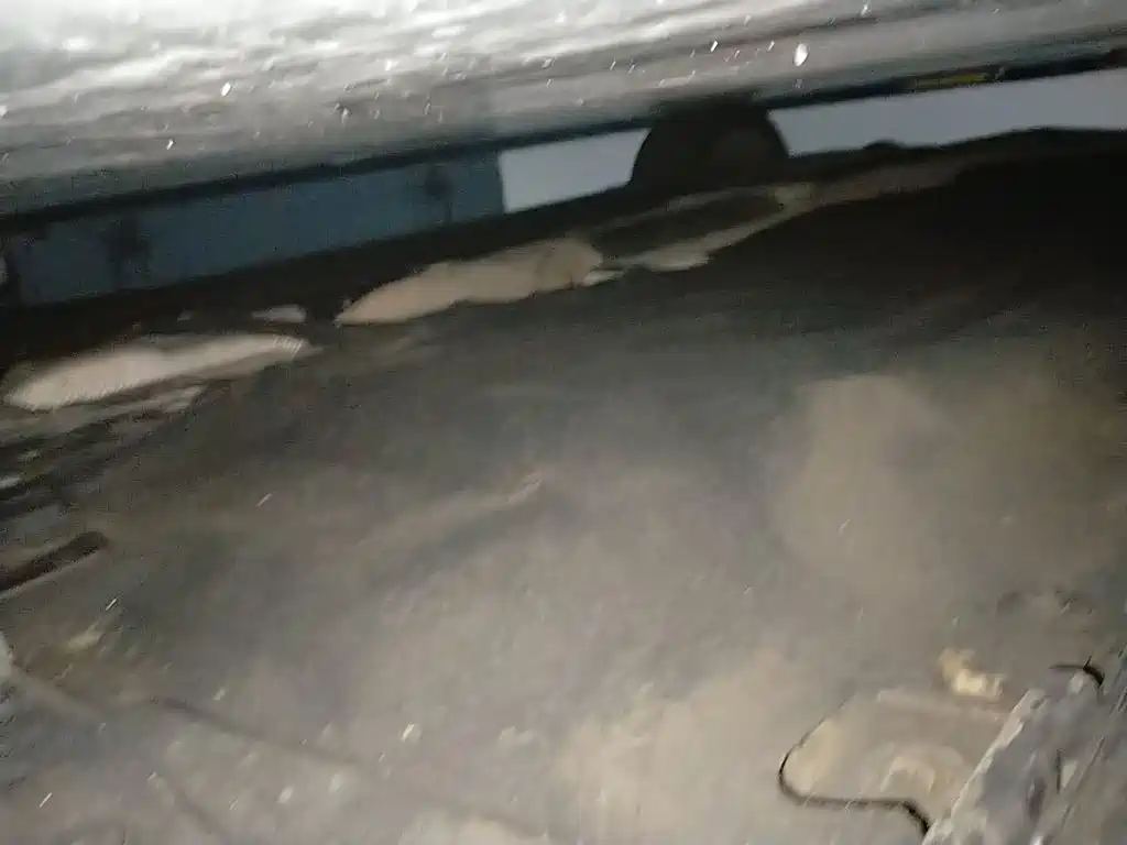 Honda Accord — миниатюра 15