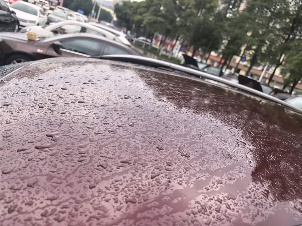 Leopaard Cheetah CS10