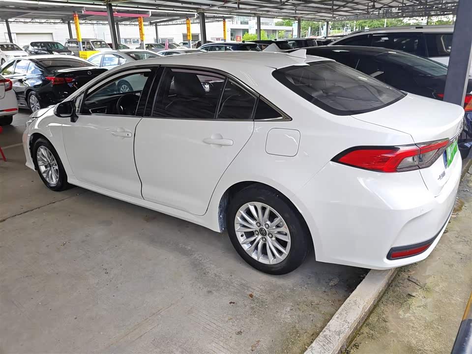 Toyota Asian lion