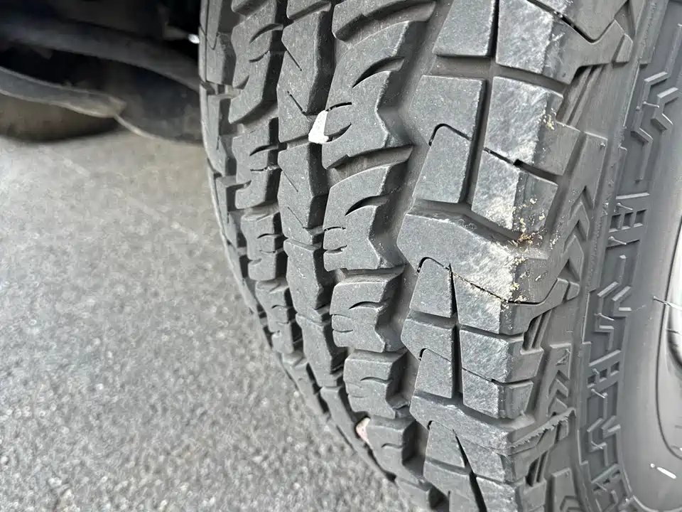 Leopaard Cheetah 6481