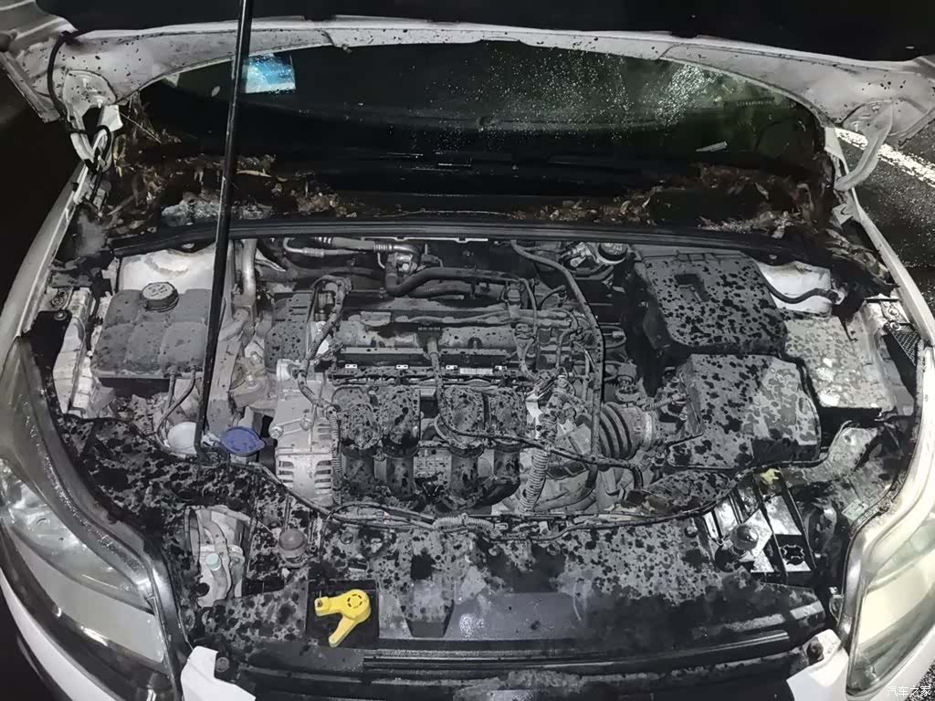 Ford Focus, 2014 11
